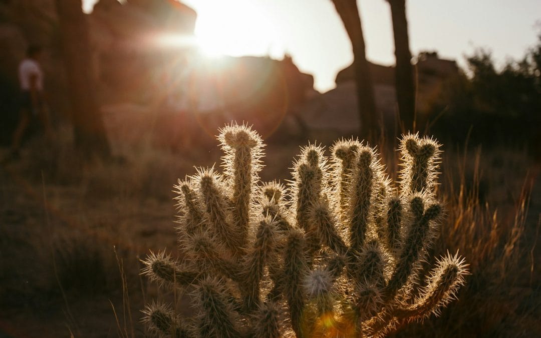 Se démarquer en éducation canine